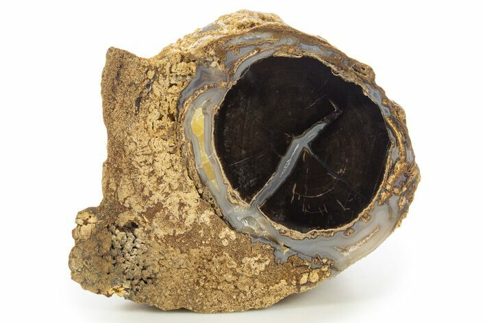 Wide Petrified Wood (Schinoxylon) Limb - Blue Forest, Wyoming #334981